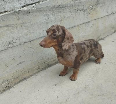 Шоколадномраморний міні таксик