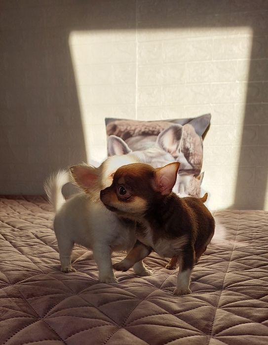 Міні чіхуашечки дівчатка !