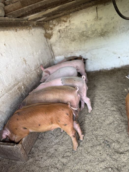 Продам мʼясних поросят