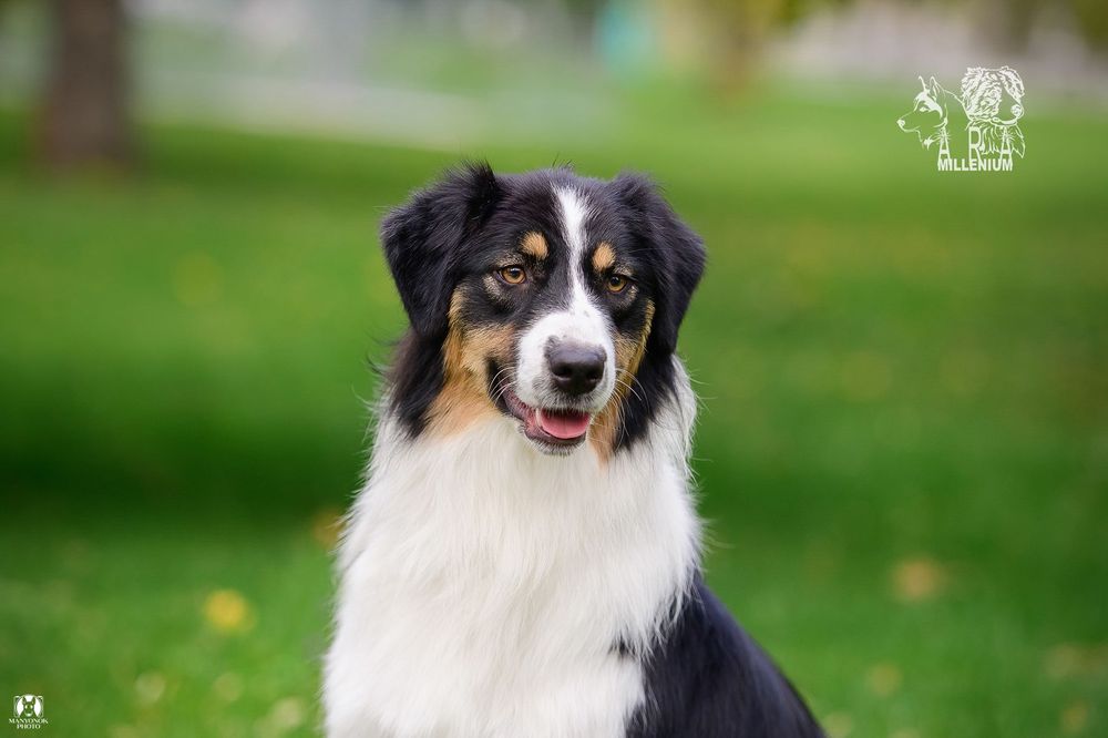 Owczarek australijski (Aussie) — suczka