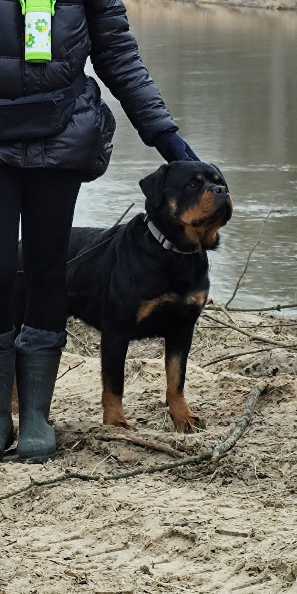 Rottweiler szczeniak