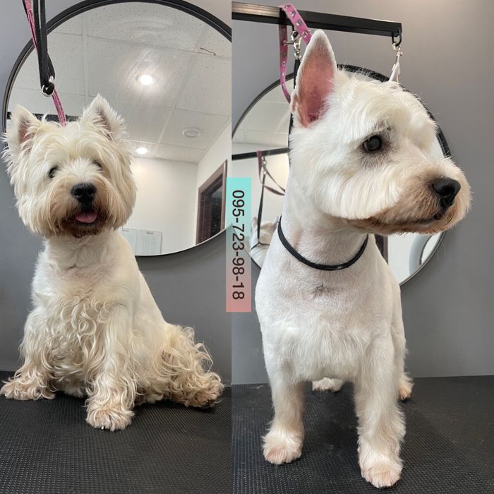 Стрижка, грумінг, грумер КОТІВ, Київ, всі райони