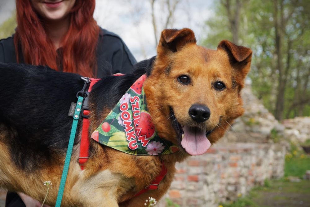 Bari - łagodny, uroczy psiak do adopcji