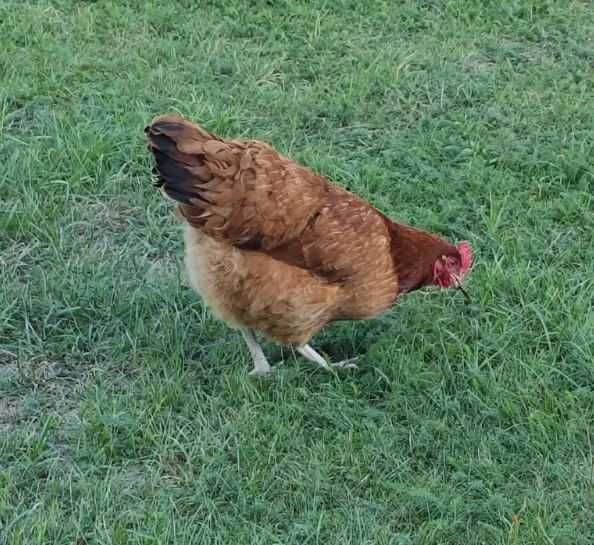 Kury Rosa Leghorn Dominant Lohman Greenshel