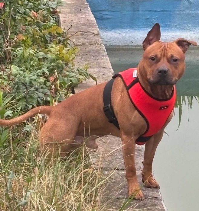 Szczeniak American pit bull terrier, pitbull