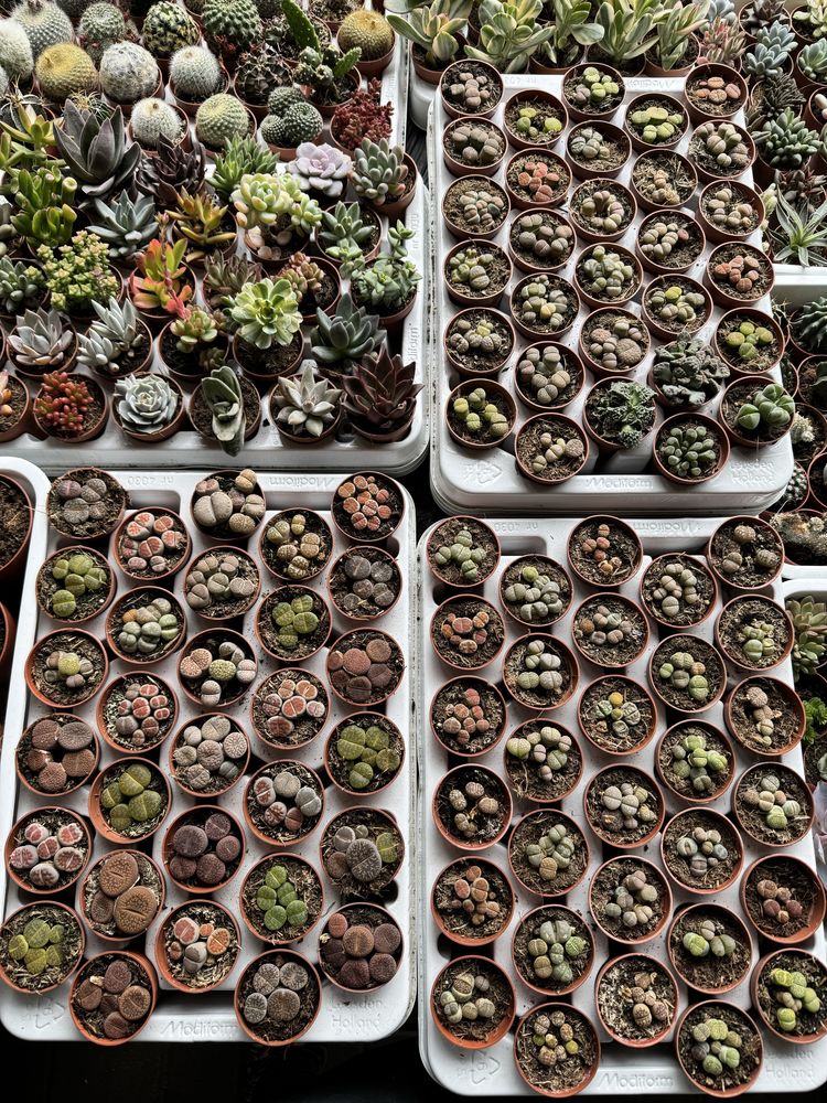 Литопси літопси літопс литопсы lithops живые камни