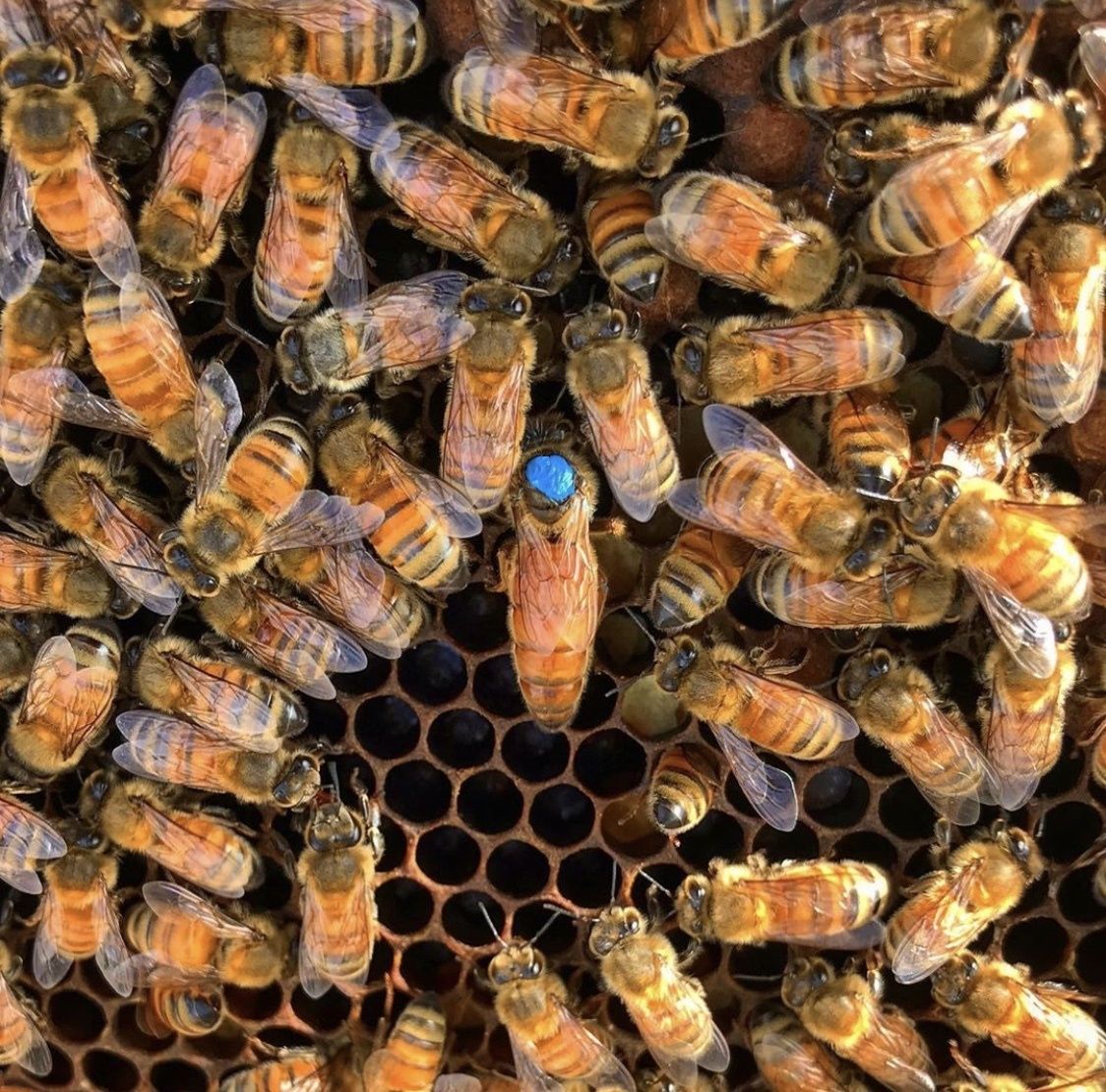 Пчеломатки  Карпатка Карник 250-200 грн доставка по всей Украине