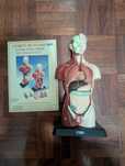 Modelo de Corpo Humano
