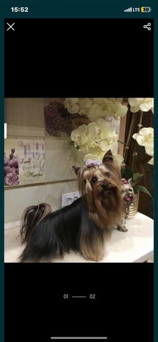 Йоркширський терєр