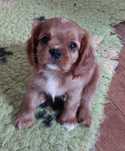 Cavalier King Charles Spaniel