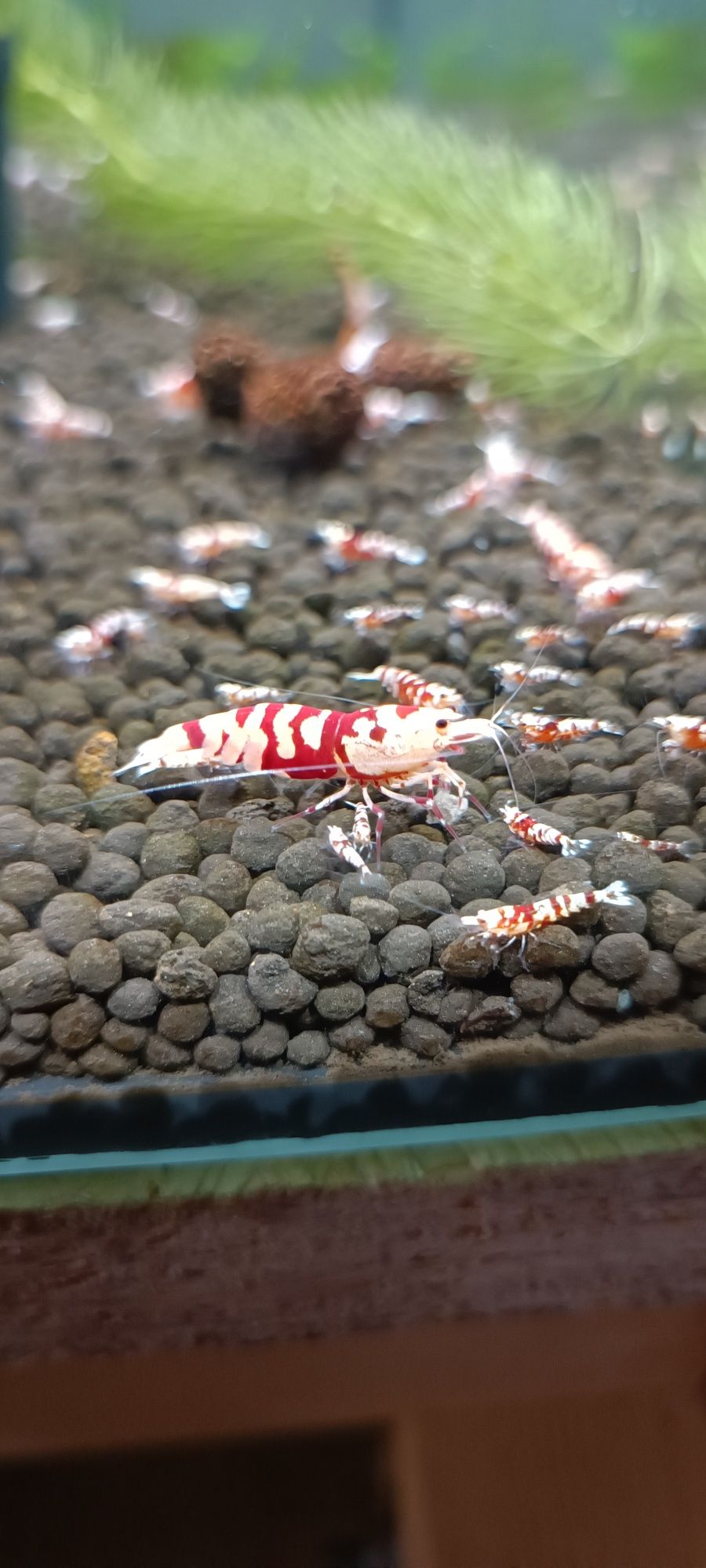 Krewetki caridina Red Fancy Tiger