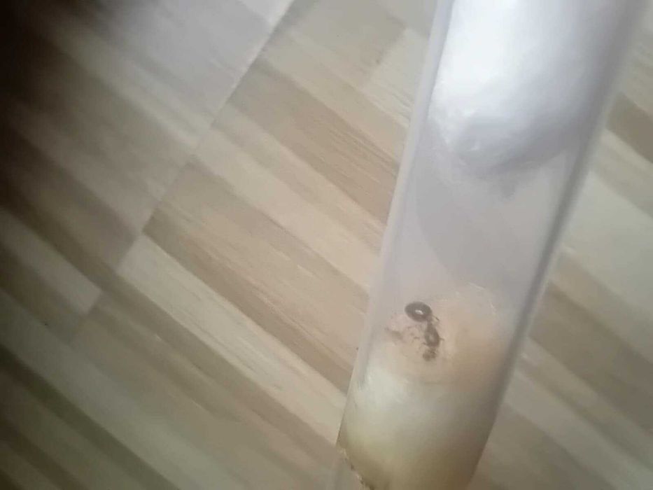 Sprzedam mrówki *w opisie sa nazwy*