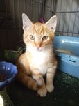 Piekny rudy kociak szuka domu