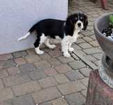 Sprzedam Cavalier king spaniel dziewczynka
