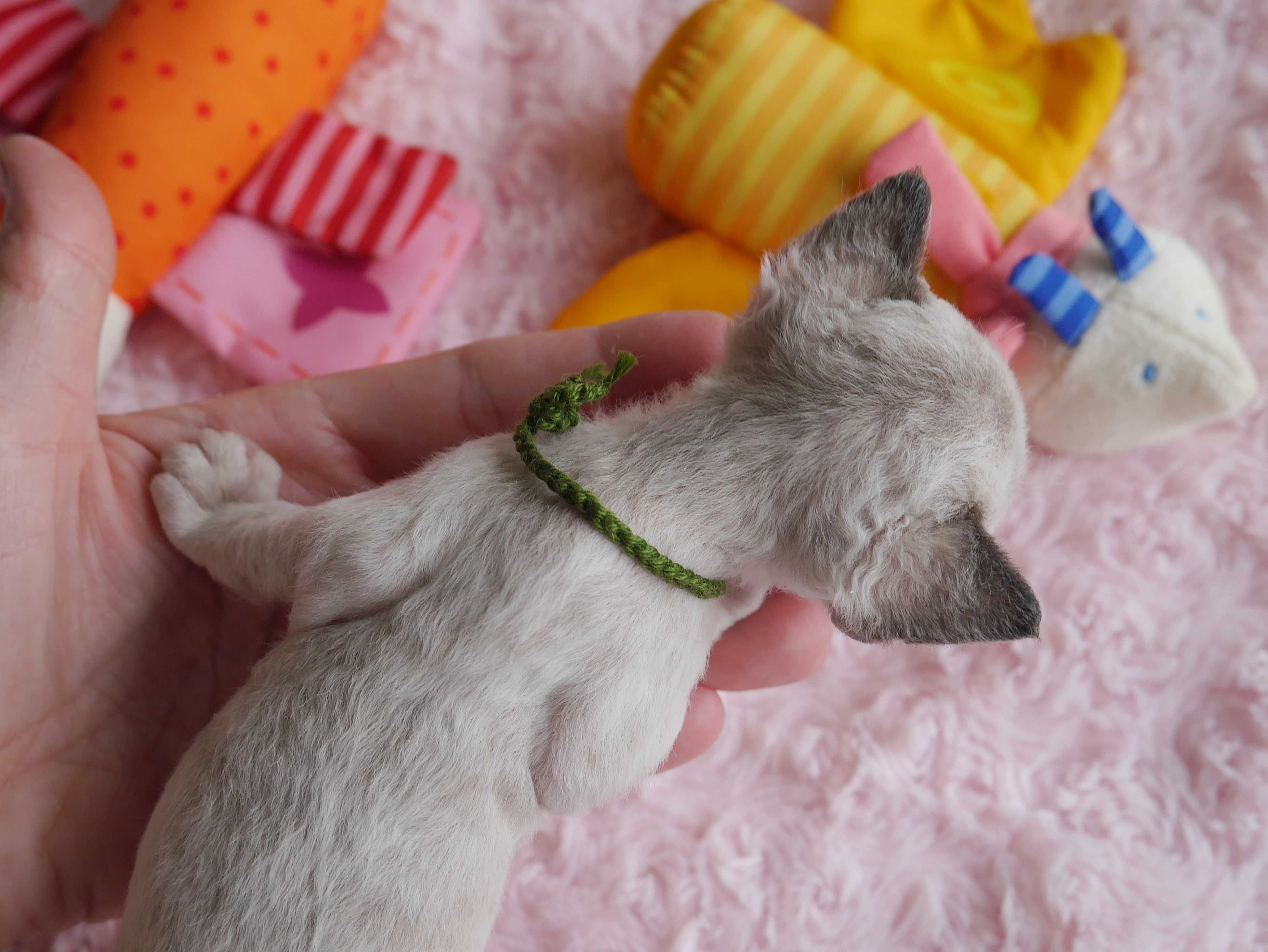 Dorothy Calvados*PL  Kieszonkowa dziewczynka Devon Rex