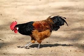 Koguty lakenfelder volwerk ayam cemani