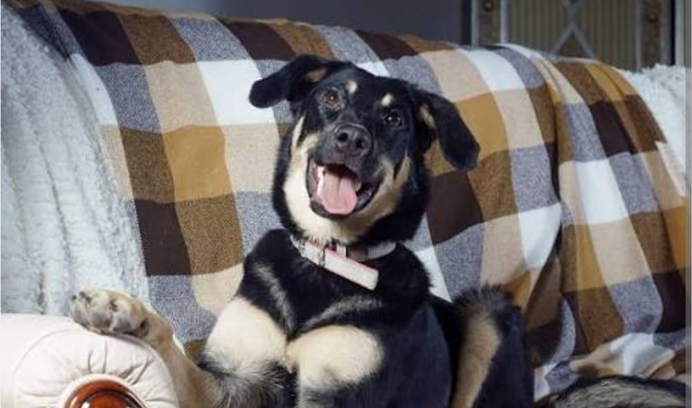 Платно Шукаю перетримку для собак, будинок або ділянку з парканом

?