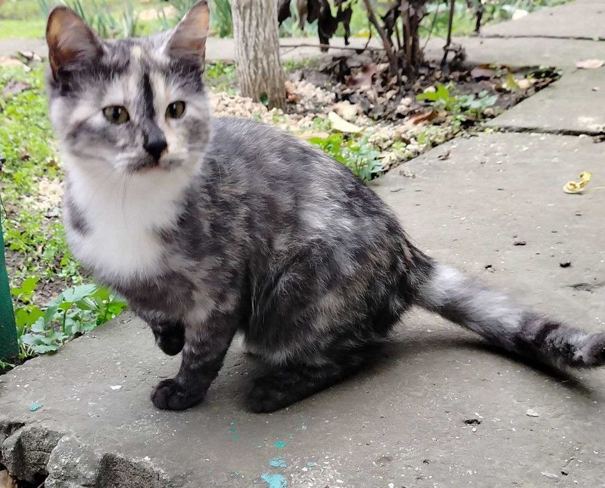 Котята ищут любящие семьи котики