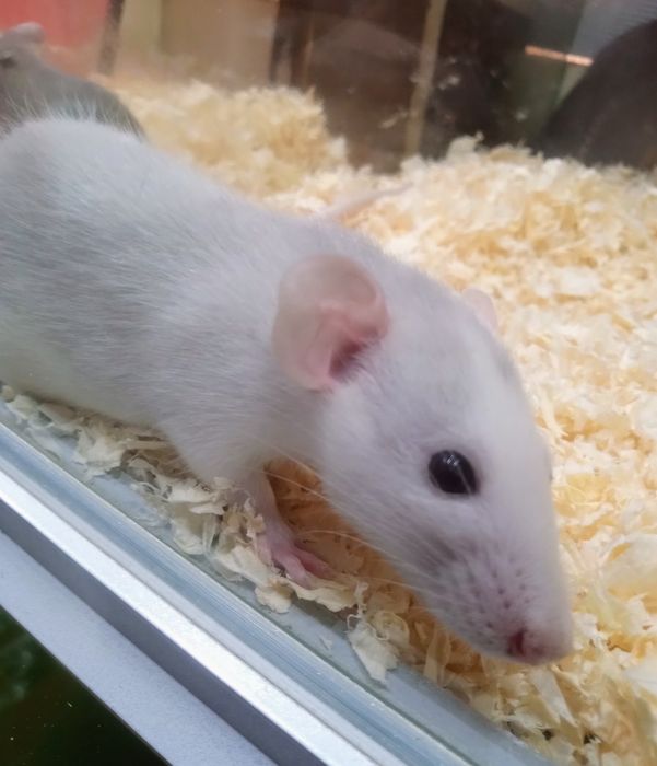 Szczur Dumbo samiec - Tina Zoo Zabrze