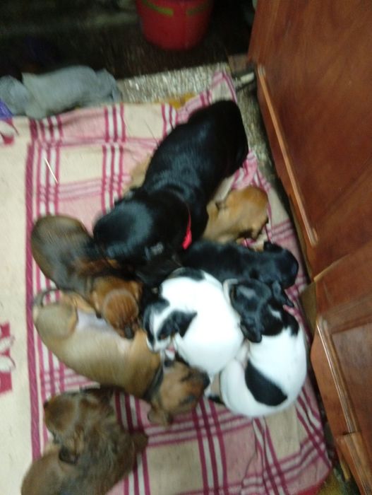 Собачата, такса, таксята по 1,5 місяці