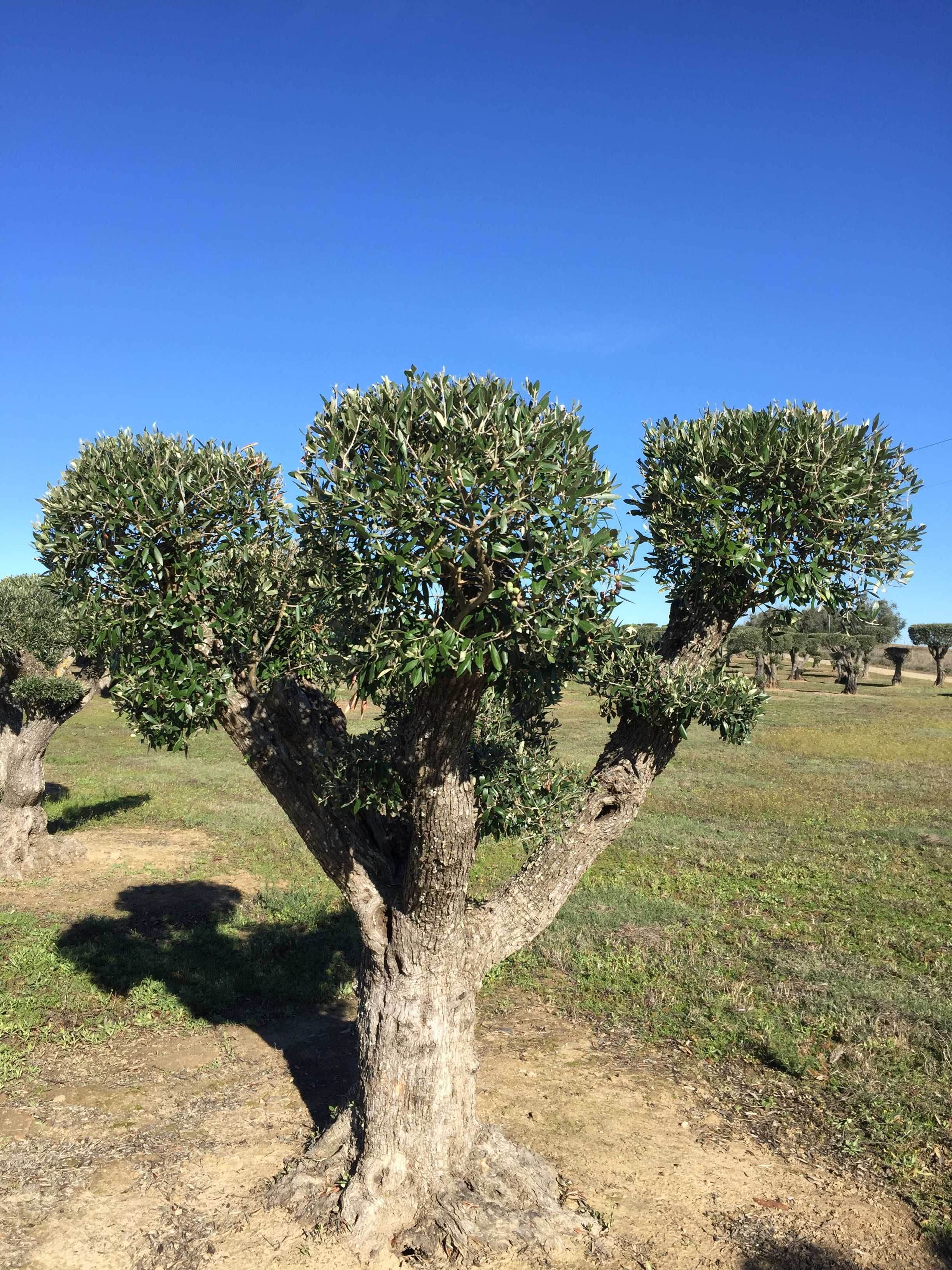 Oliveiras Bonsai - Alentejo