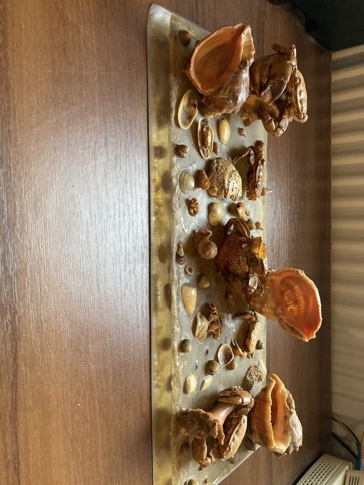 Крабы, морские ракушки Красное море