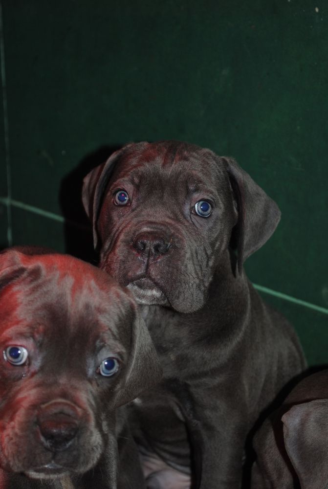 Cane Corso mocny pies