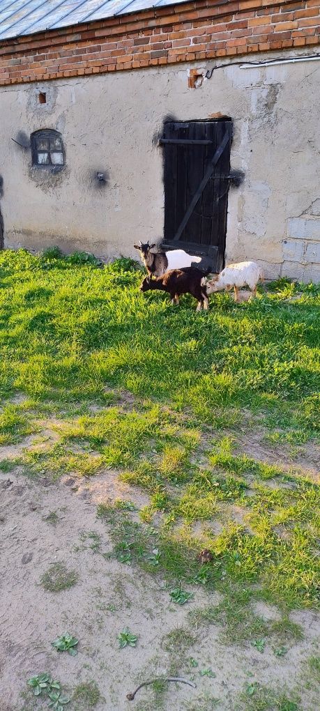 Sprzedam koze owce kozła