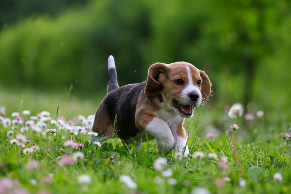 Beagle chlopiec z domowej hodowli FCI