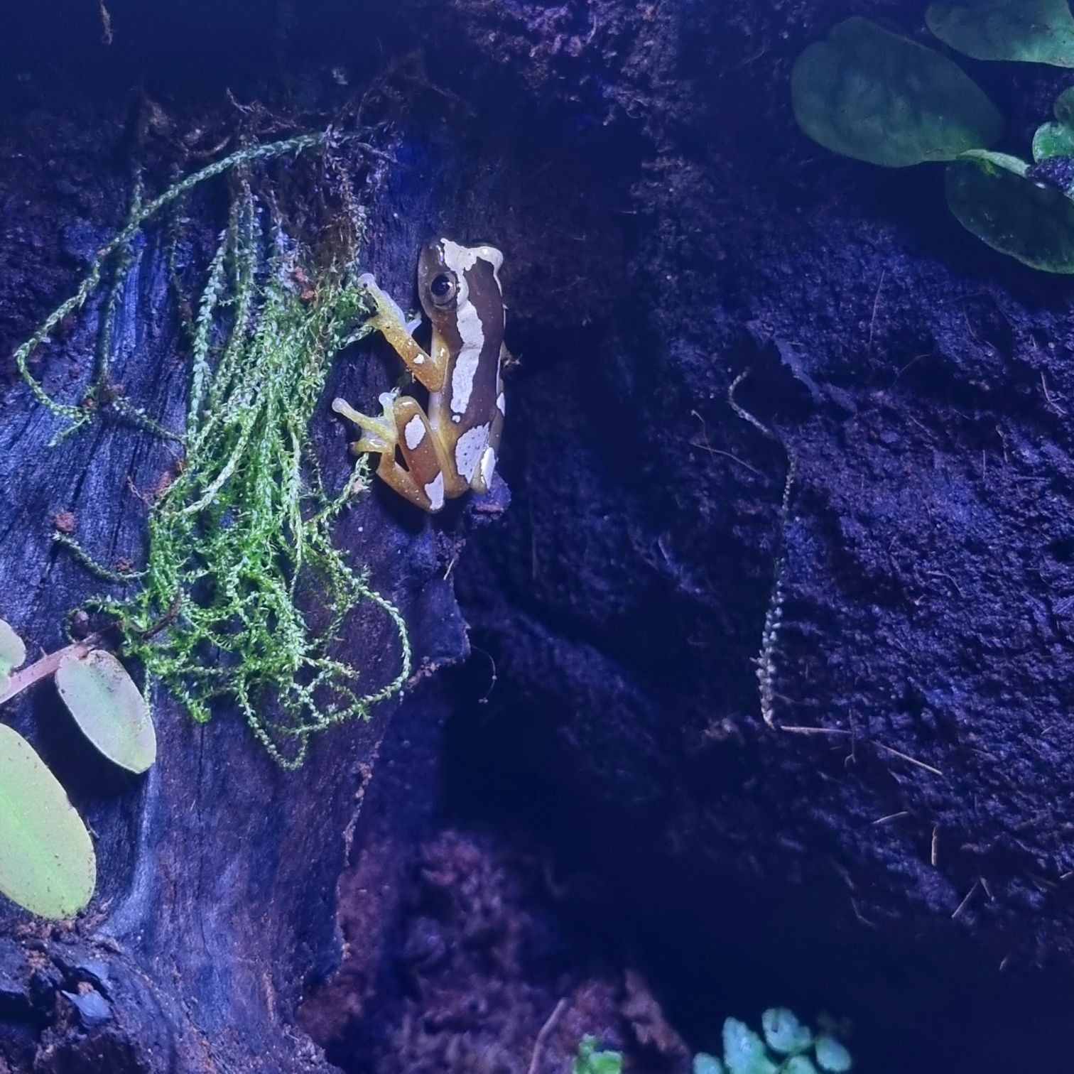 Afrixalus paradorsalis/ rzekotka (żaba)
