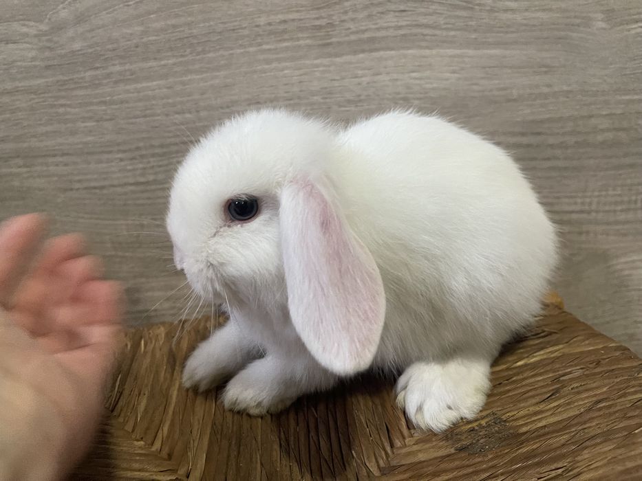 Декоративный кролик Мини Лоп, висловухий кролик