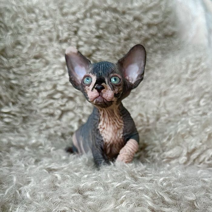 Sfinks kanadyjski LEGALNA hodowla