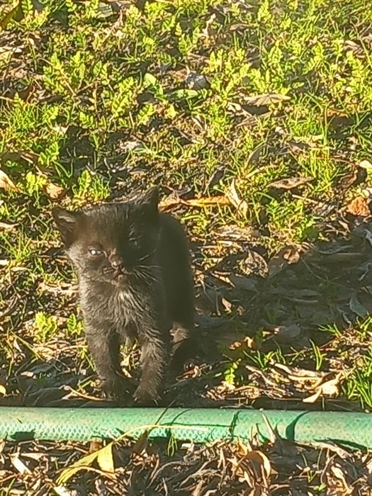 Adoção de gatinhos bebés