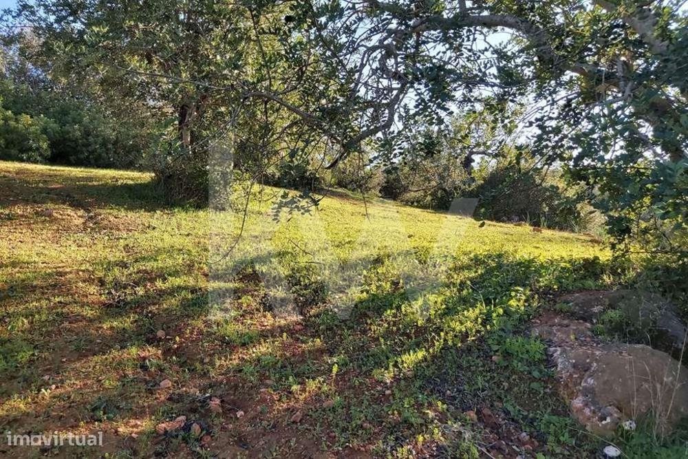 Terreno Rústico no Zambujal - Boliqueime