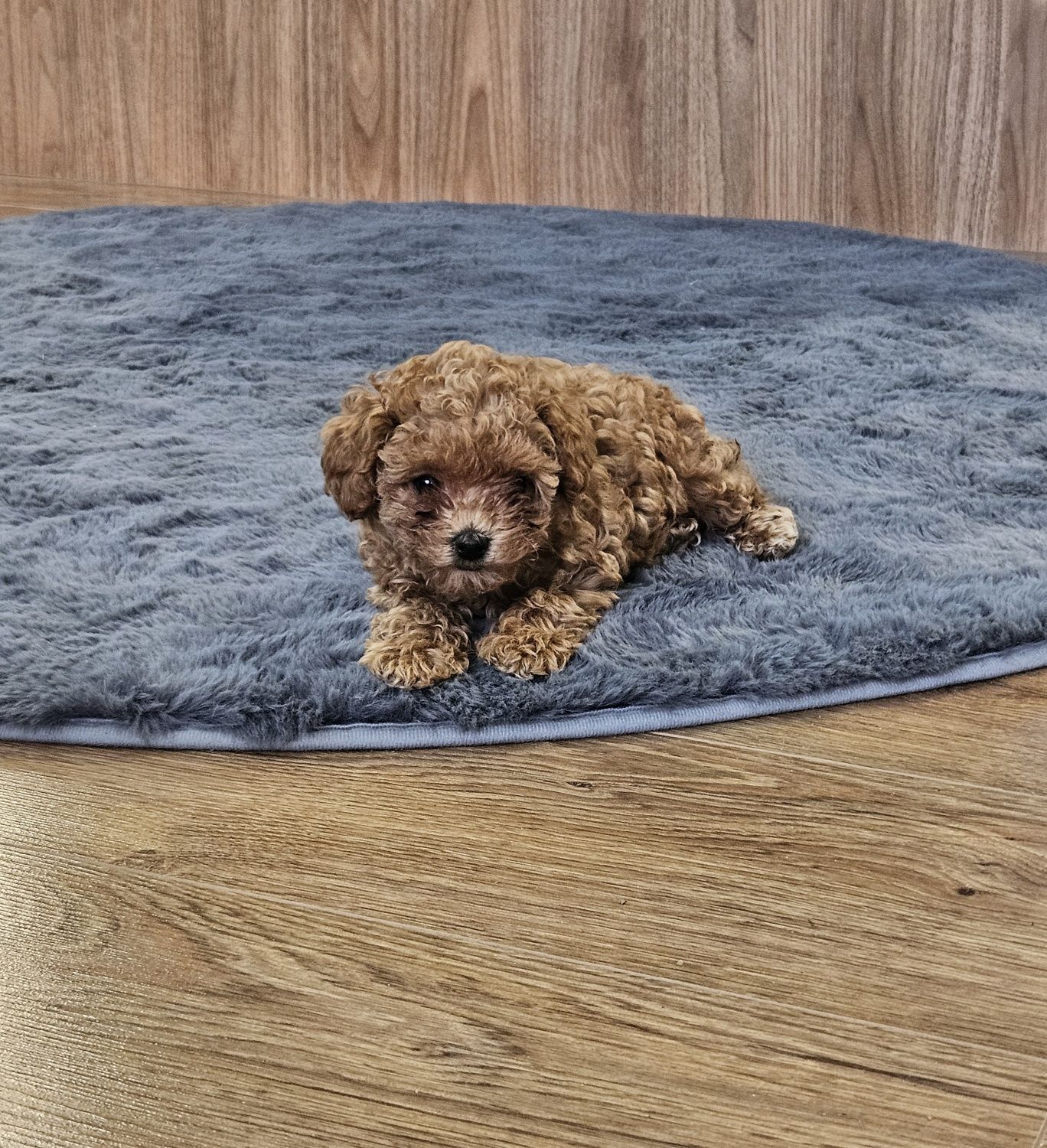 Maltipoo F1B - maltipoo x pudel toy, suczka