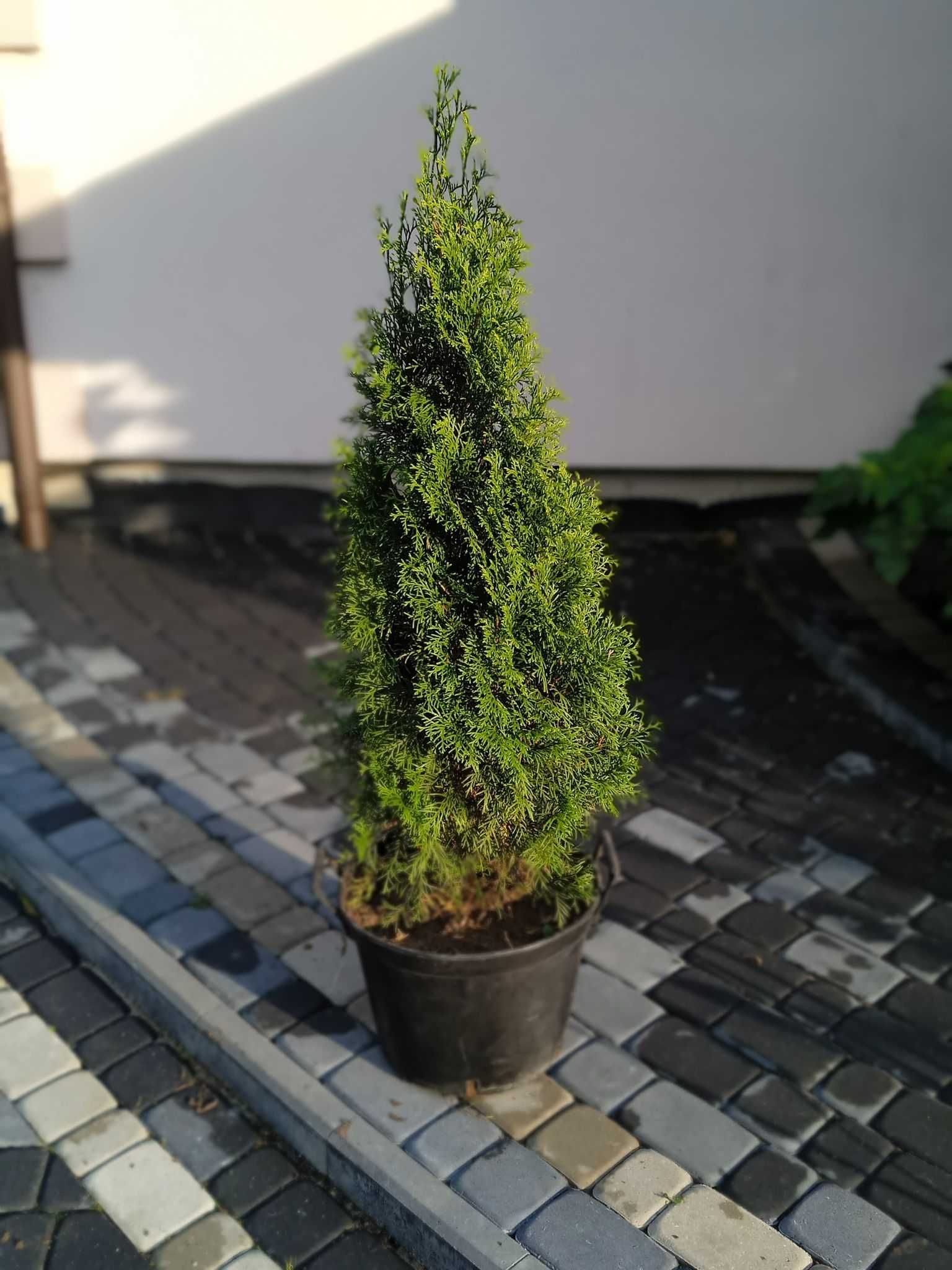 Tuja thuja szmaragd