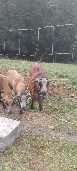 Barbadosy (owce,tryk)