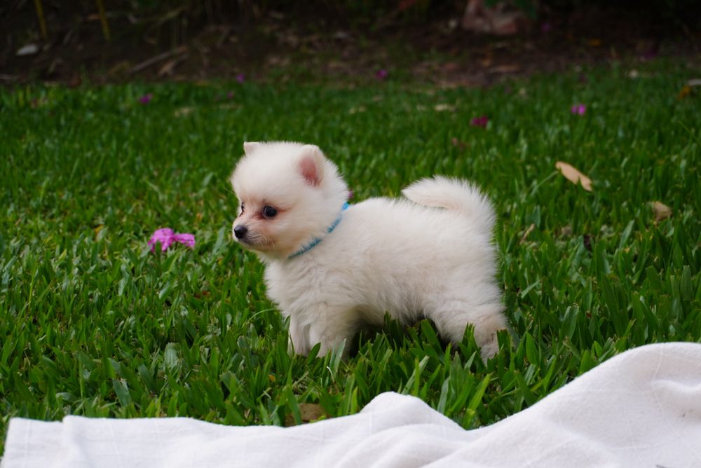 Spitz Anão mini macho