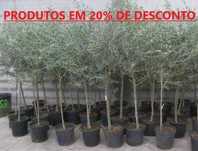 Vende-se todo o tipo de OLIVEIRAS de Qualidade PREMIUM