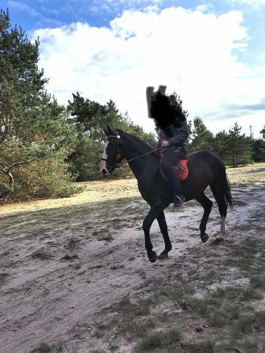 Wałach 2,5 roku po Santiago