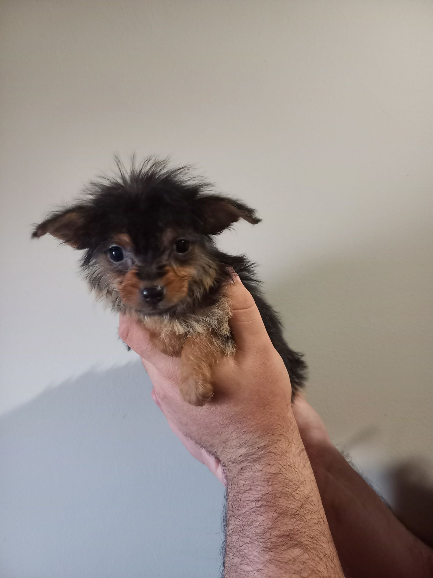 Yorkshire x chihuhua macho