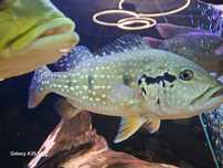 Cichle cichla Temensis Sprzedam