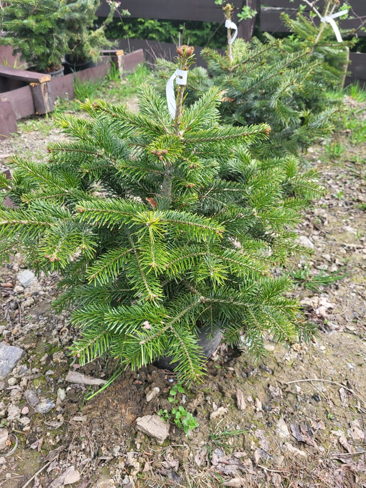 Jodła Kaukaska 50-80cm