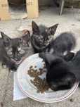 Gatos para adoção
