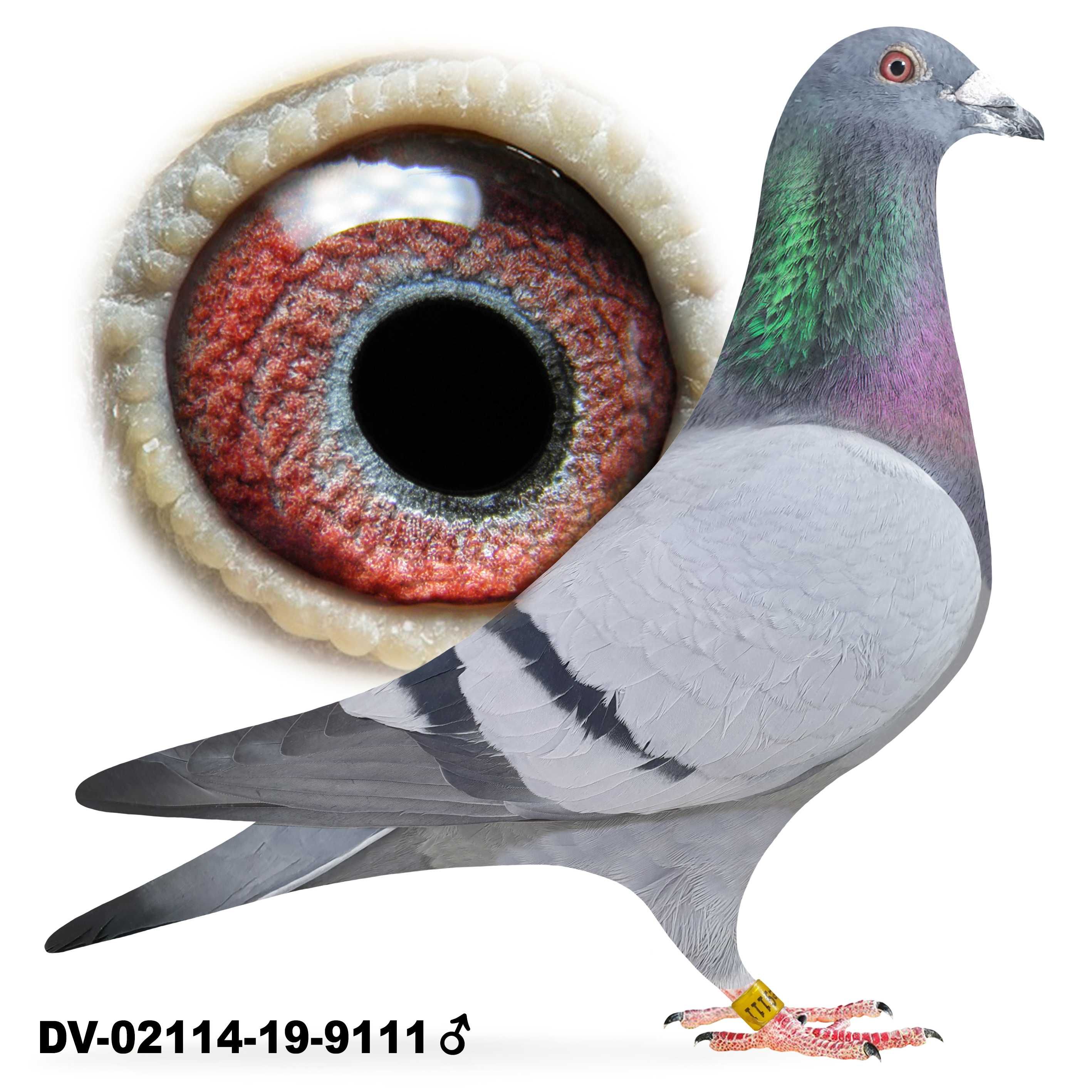 Młode Para 82 Leo Heremans /Stickers Donckers gołąb gołębie pocztowe