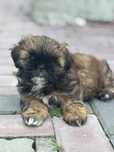 Shih tzu.        .
