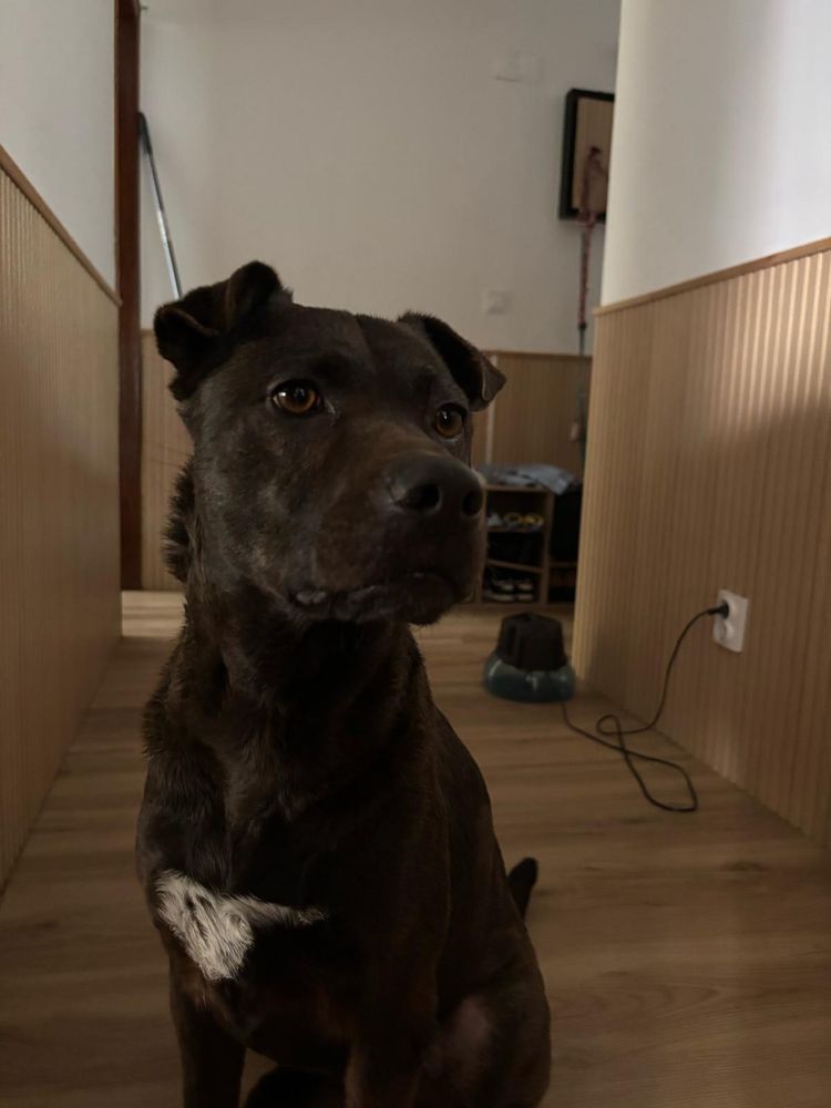 Olá,eu chamo me molly e procuro uma casa nova infelizmente