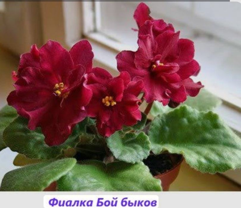 РОЗПРОДАЖ  молоденькі кустики сортової фіалки