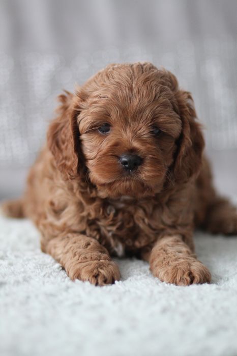 ***Śliczny Cavapoo**