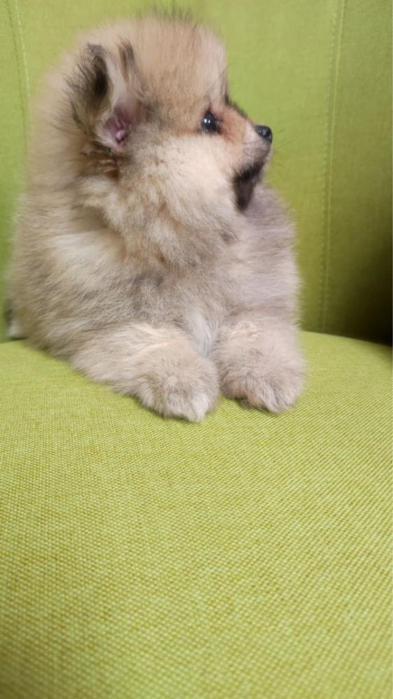 Szpic miniaturowy pomeranian